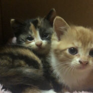 生後１、２ヶ月の子猫