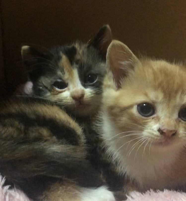 生後１、２ヶ月の子猫