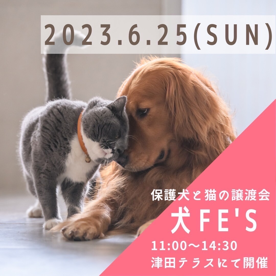 保護犬と猫の譲渡会 【犬Ｆéｓ」