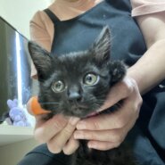 生後1ヶ月甘えん坊子猫