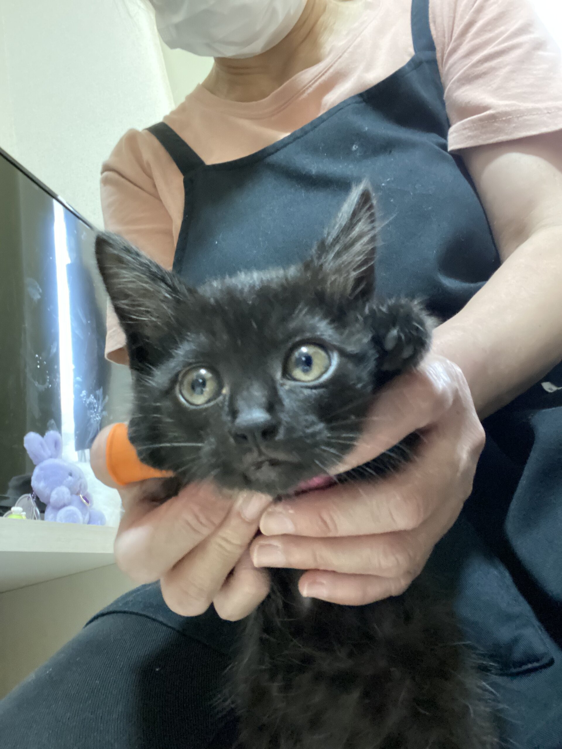 生後1ヶ月甘えん坊子猫