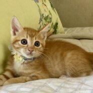 スーパー可愛い兄妹　茶トラ　マリオくん