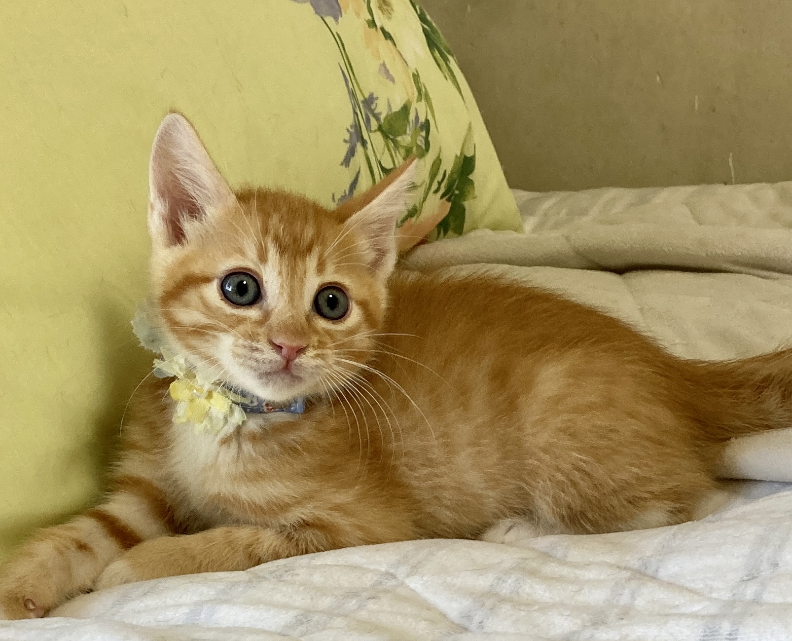 スーパー可愛い兄妹　茶トラ　マリオくん