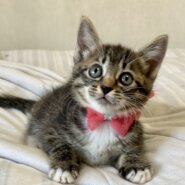 スーパー可愛い兄妹　ソックス模様がキュート　ピーチ