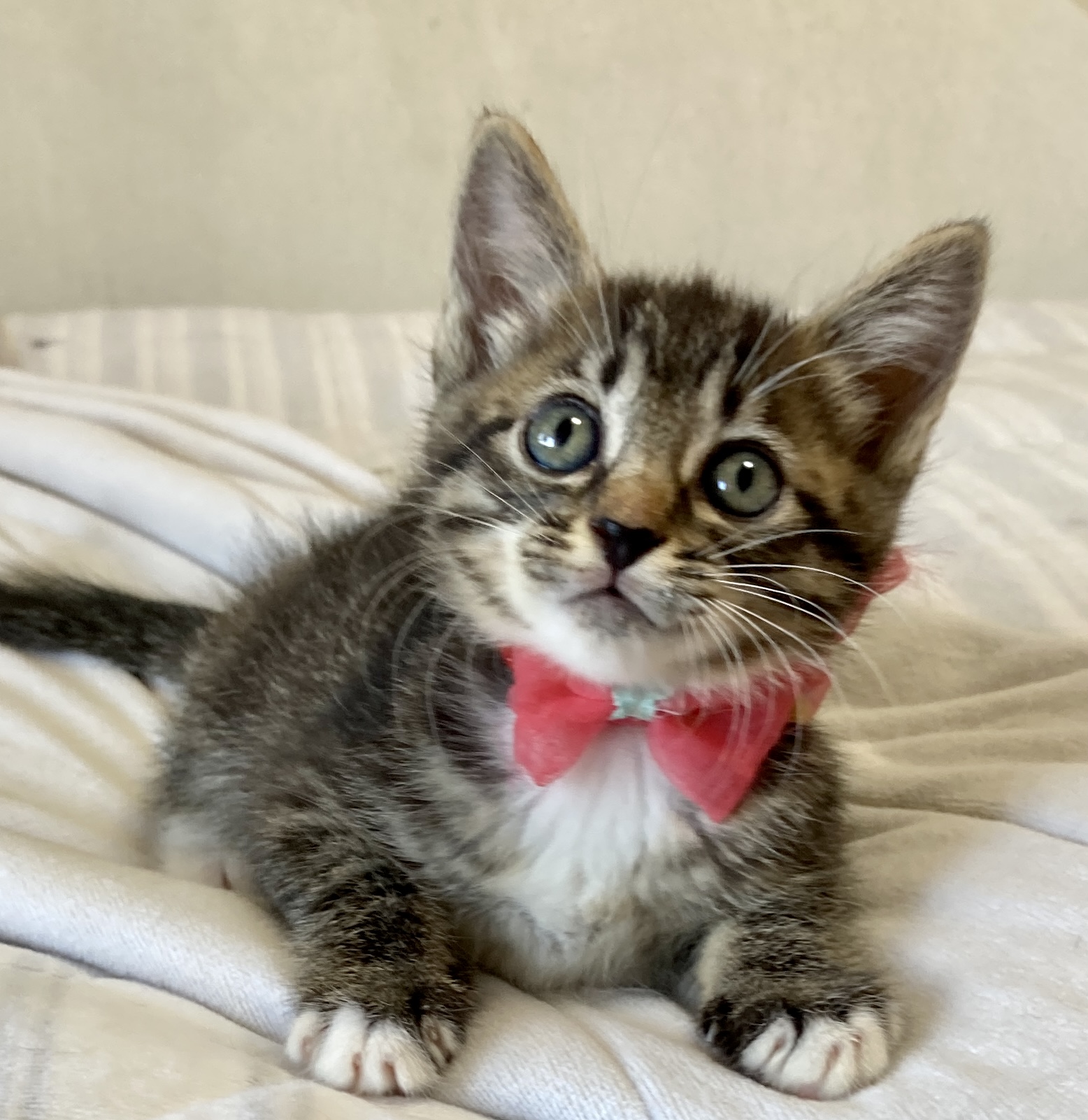 スーパー可愛い兄妹　ソックス模様がキュート　ピーチ