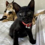 個性派ぞろい６兄弟♪　黒の男の子　ブンタくん