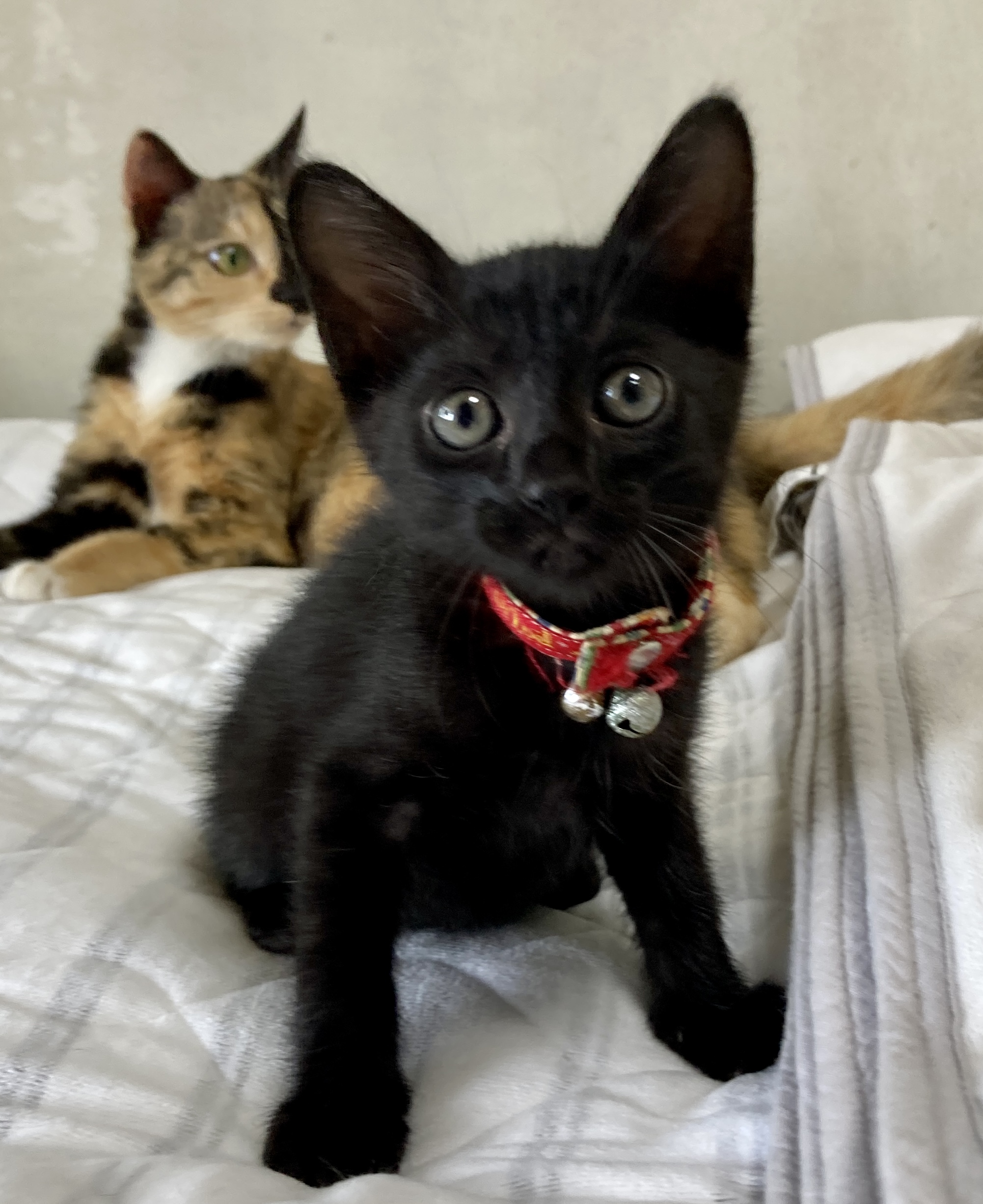 個性派ぞろい６兄弟♪　黒の男の子　ブンタくん