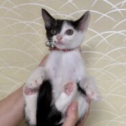 個性派ぞろい６兄弟♪口元ホクロが魅力　黒白　ポット