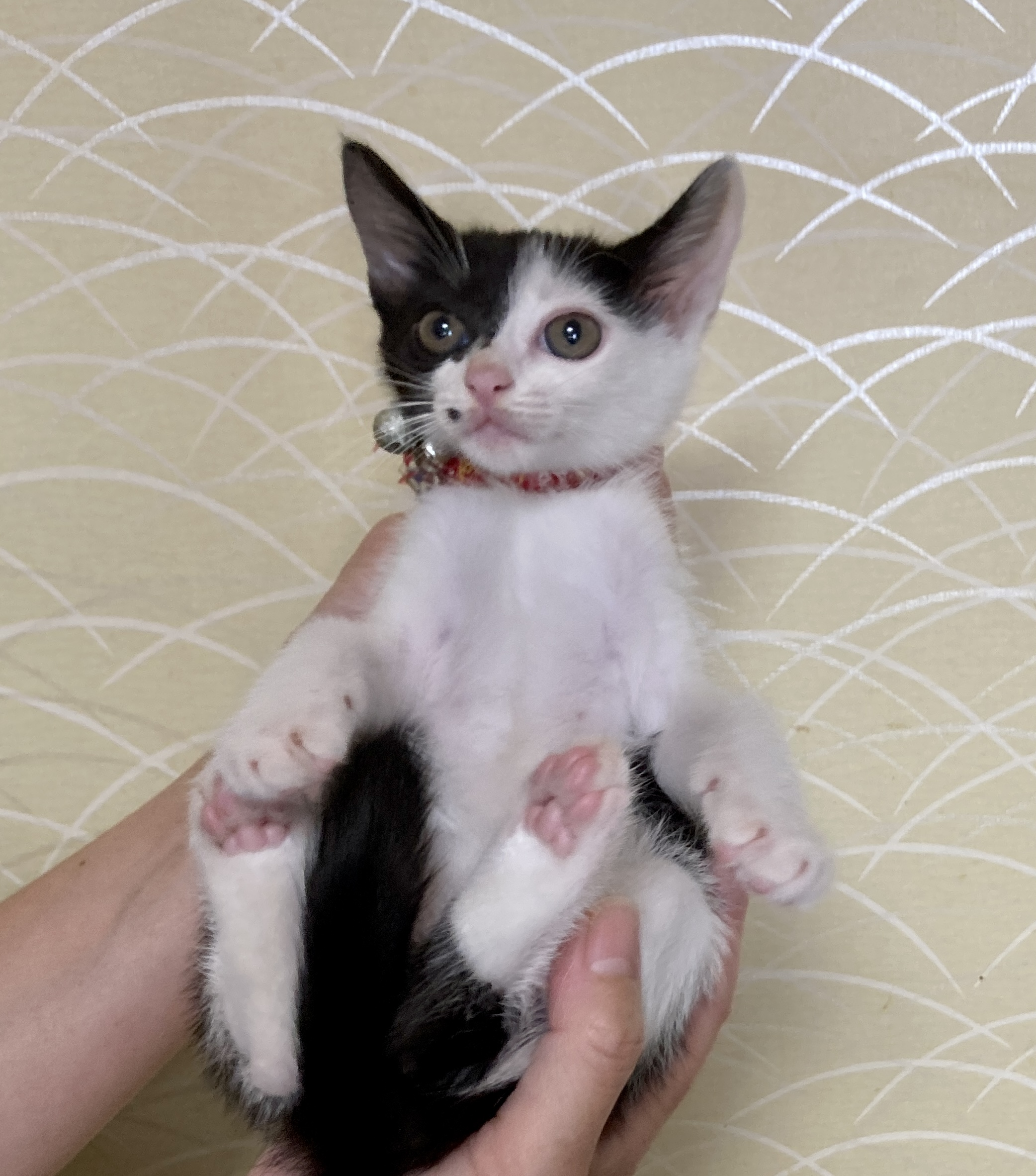 個性派ぞろい６兄弟♪口元ホクロが魅力　黒白　ポット