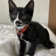 個性派ぞろい６兄弟♪　可愛いお髭模様　ピクちゃん