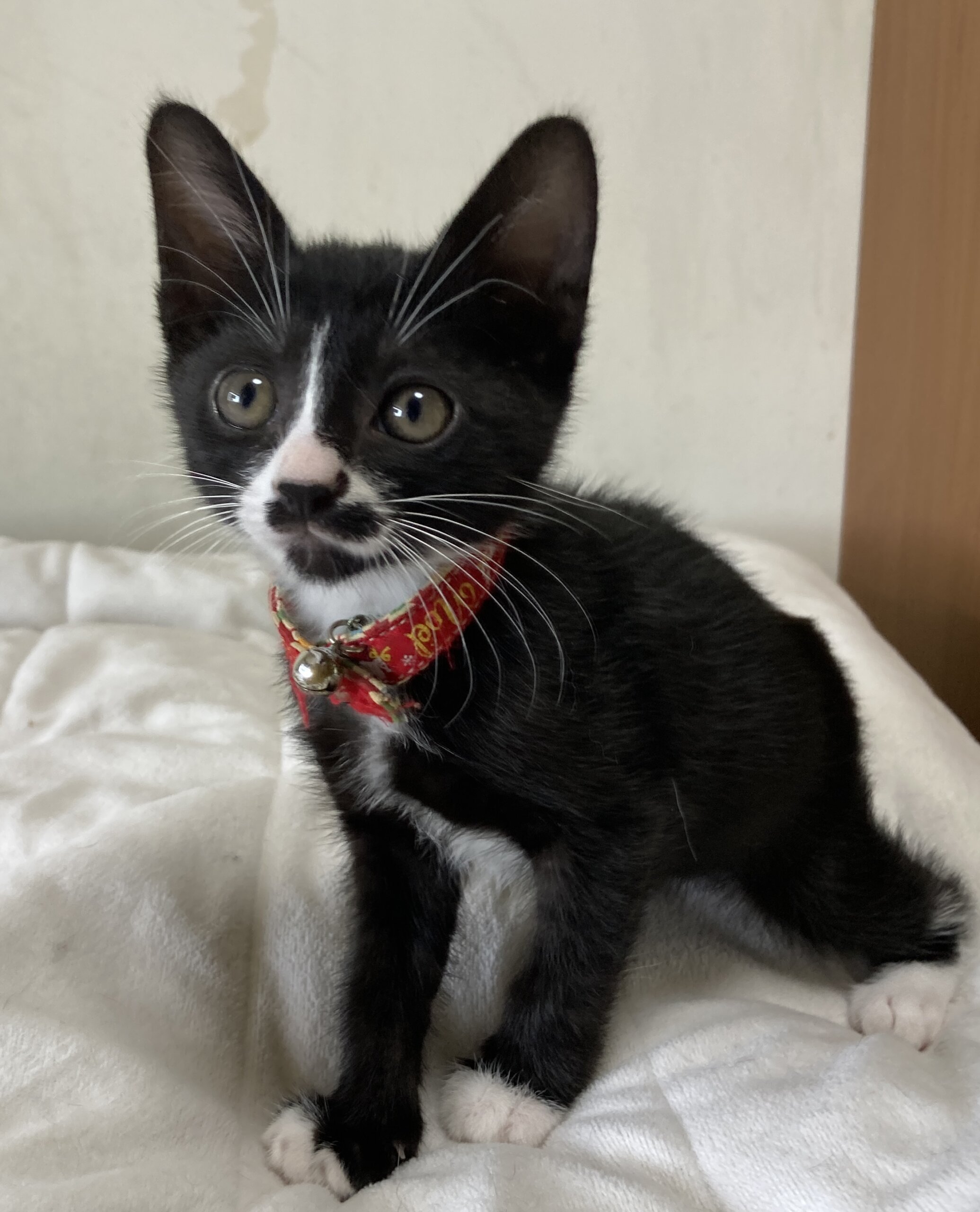 個性派ぞろい６兄弟♪　可愛いお髭模様　ピクちゃん