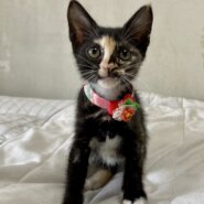 個性派ぞろい６兄弟♪　魅惑の黒三毛　ペンペンちゃん