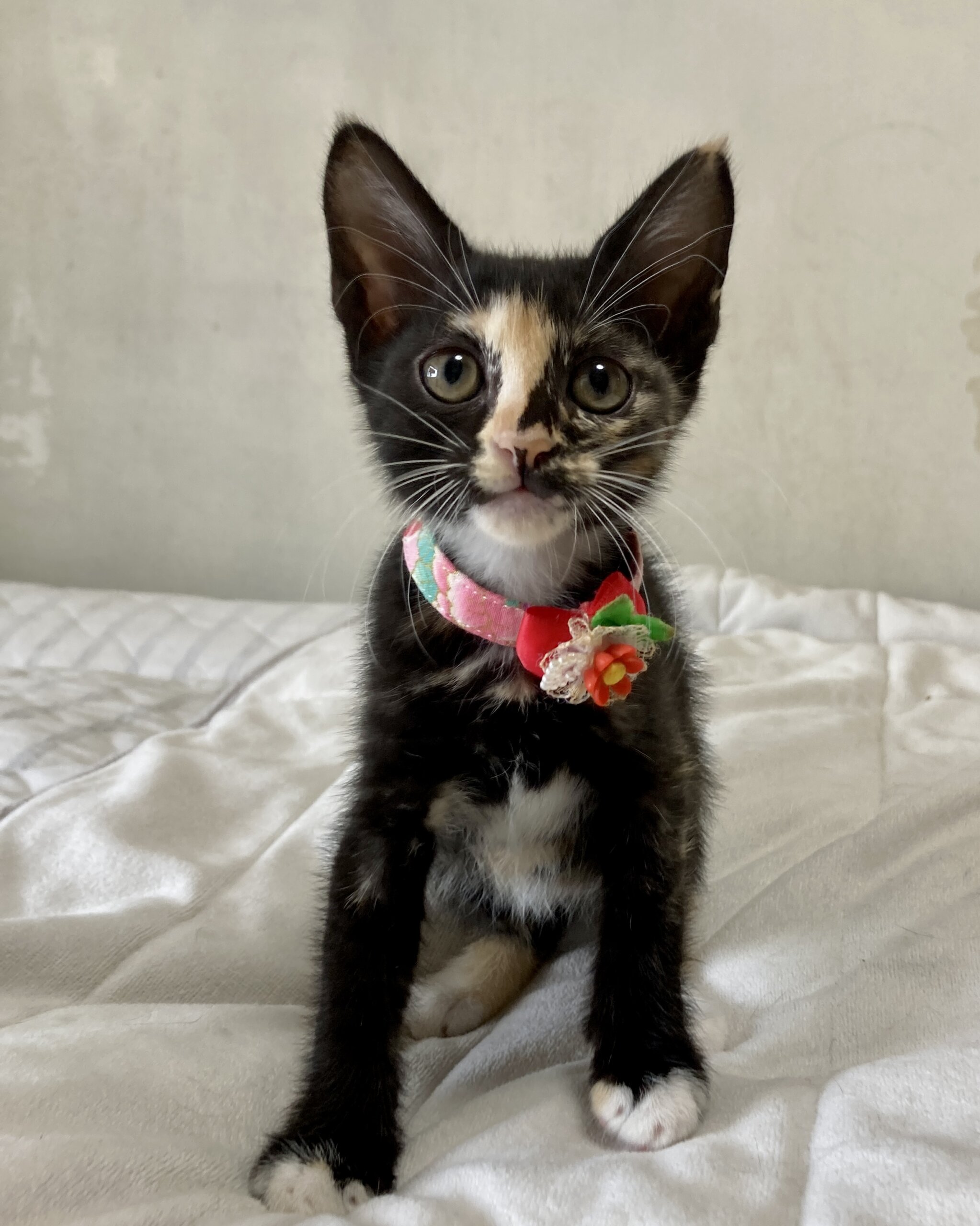 個性派ぞろい６兄弟♪　魅惑の黒三毛　ペンペンちゃん