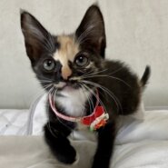 個性派ぞろい６匹兄妹♪癖になる黒三毛　パンジー