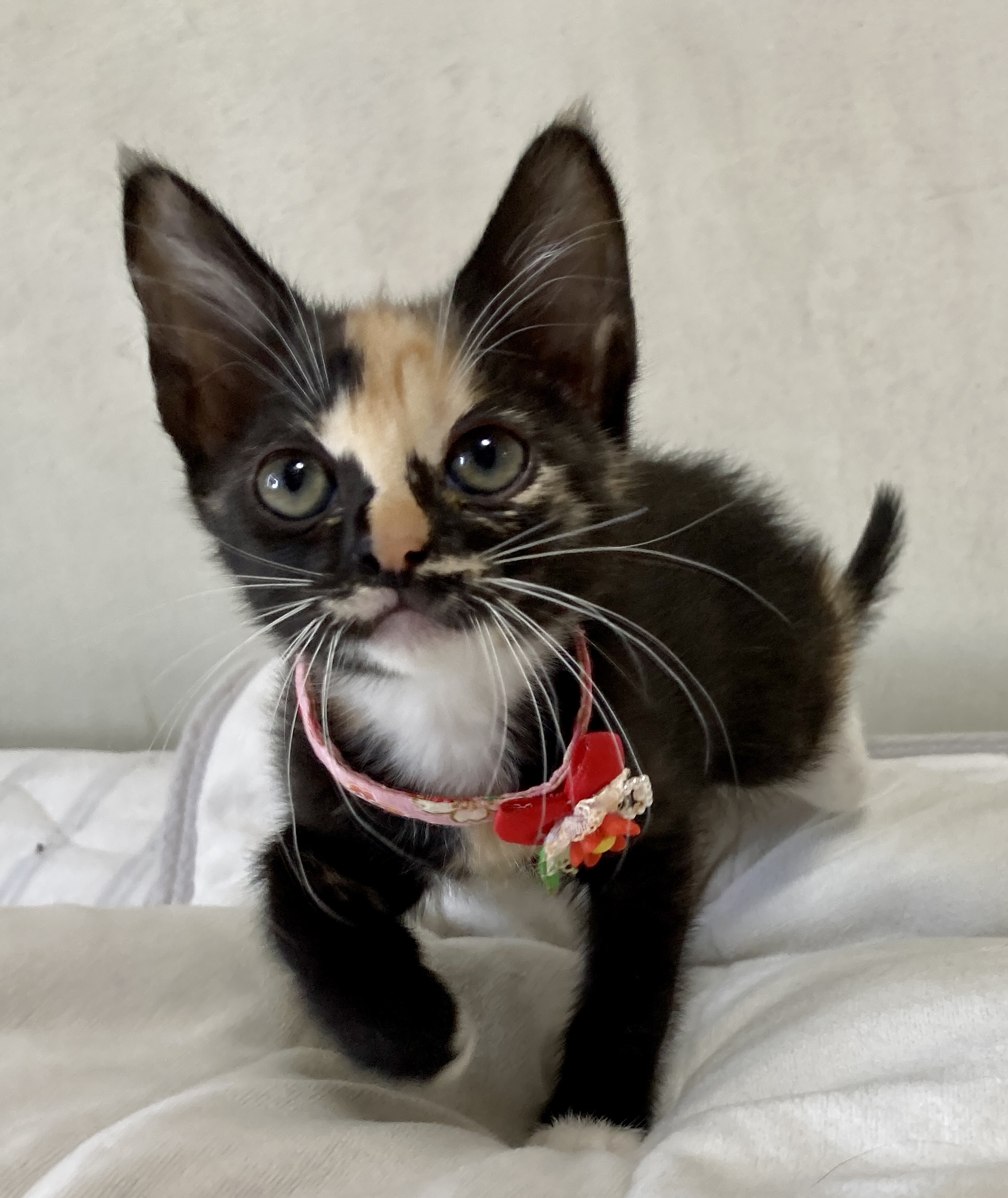 個性派ぞろい６匹兄妹♪癖になる黒三毛　パンジー