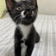 個性派ぞろい６兄弟♪　口まわりがキュート　プラム