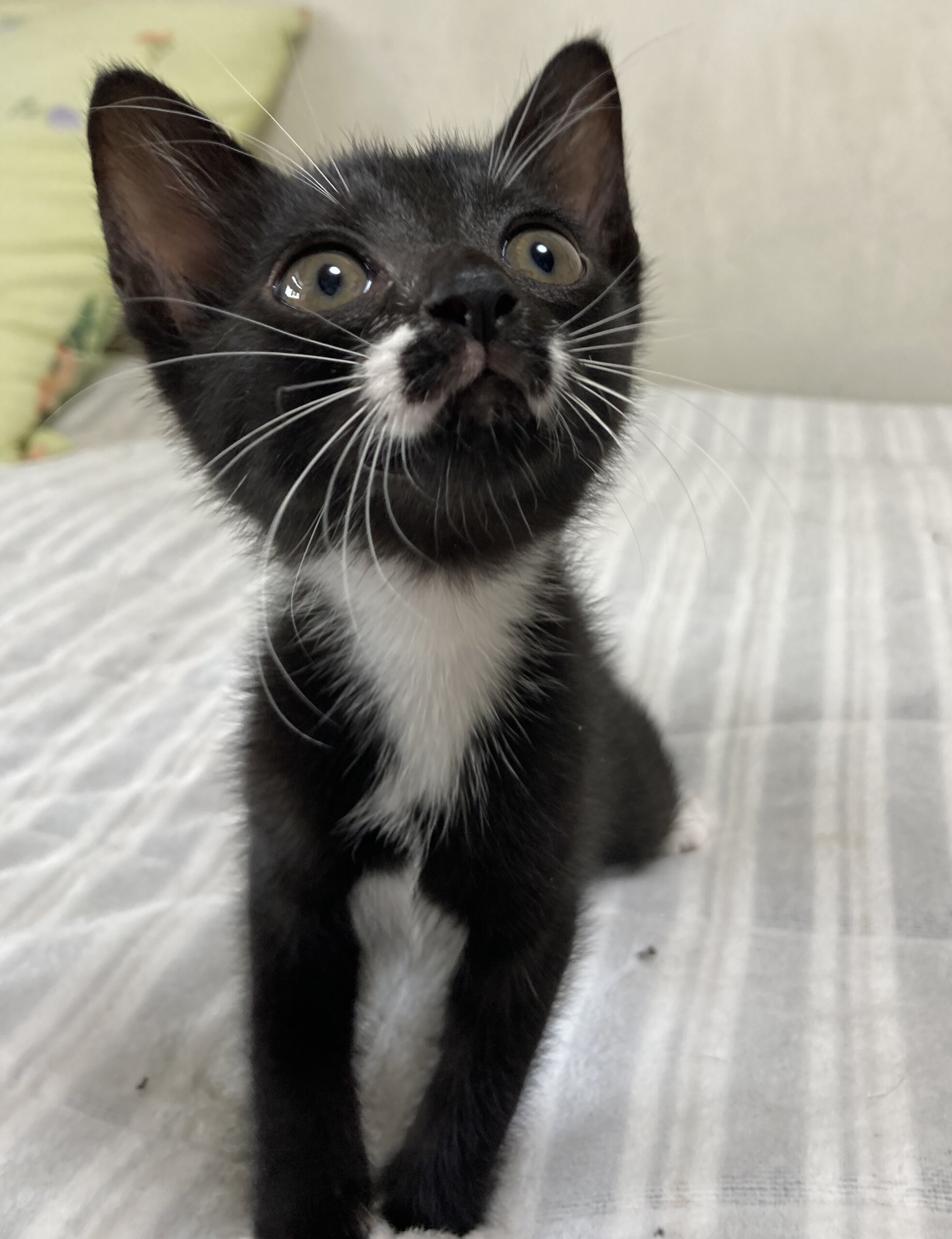 個性派ぞろい６兄弟♪　口まわりがキュート　プラム