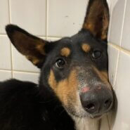 この子は山口県の保護団体様にいます。まだ若い子です