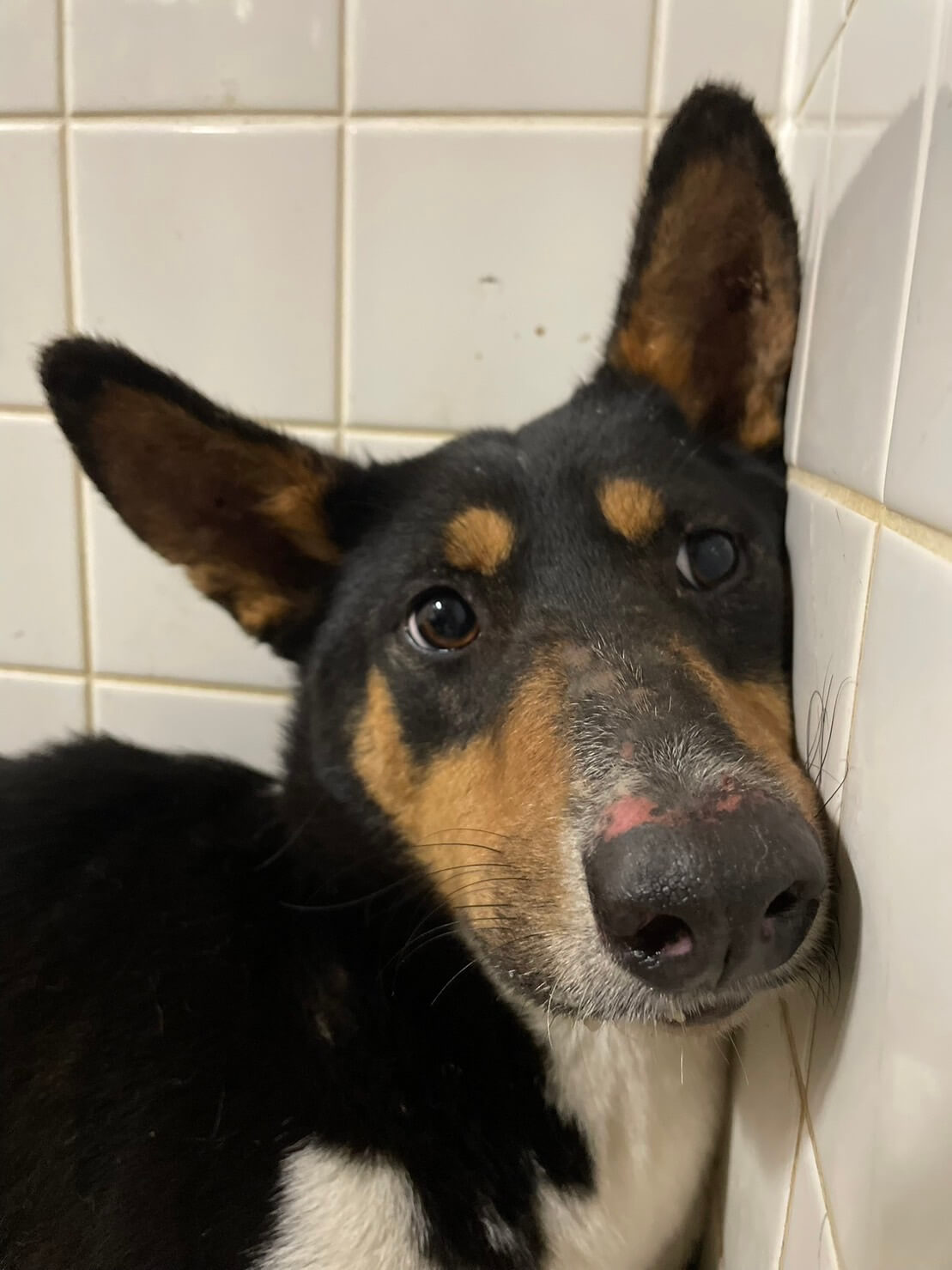 この子は山口県の保護団体様にいます。まだ若い子です