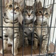 ２ヶ月のキジの女の子