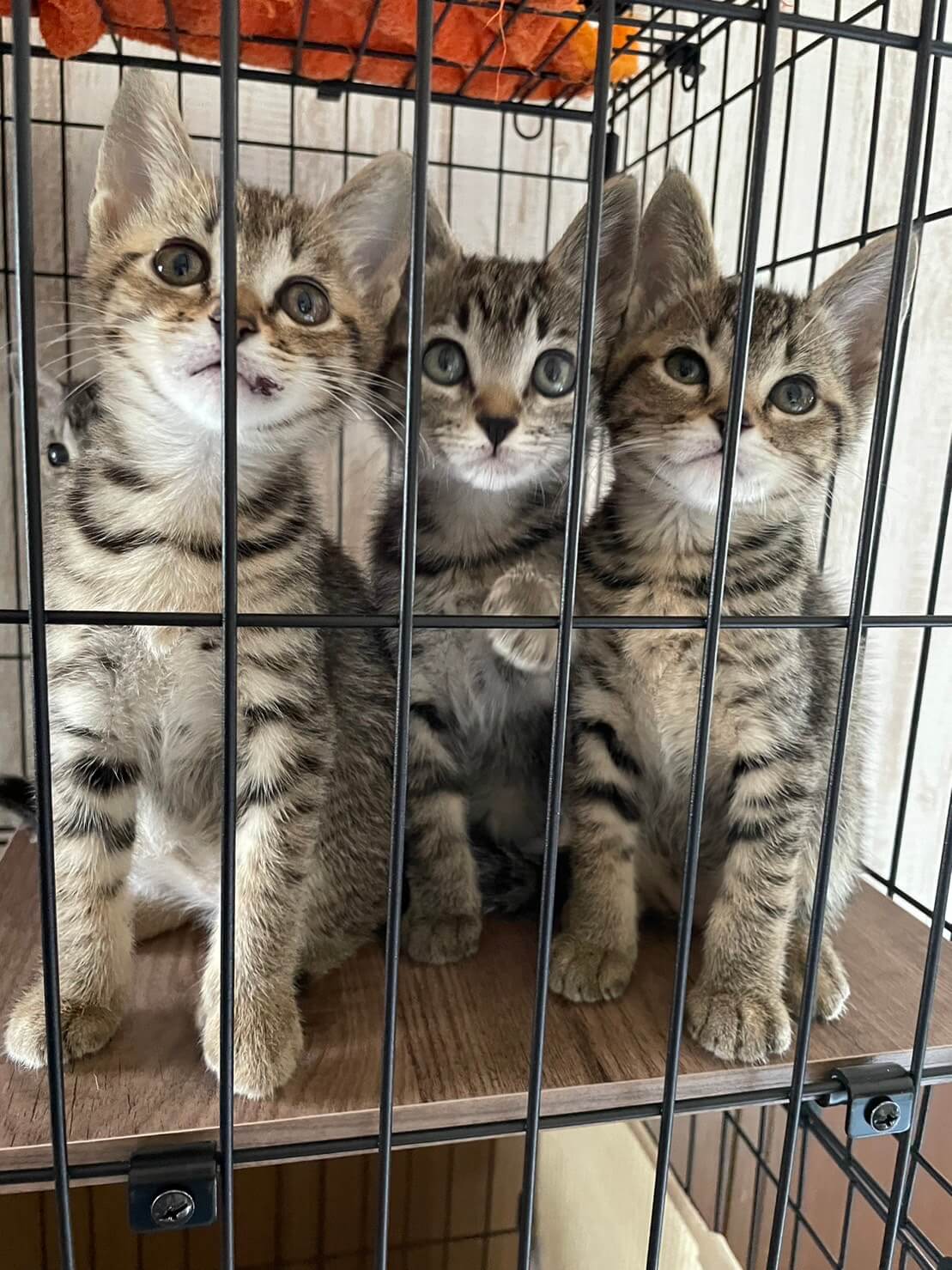 ２ヶ月のキジの女の子