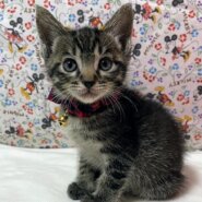 僕たちキジトラ3兄妹！ぎんくん♪1ヶ月半位