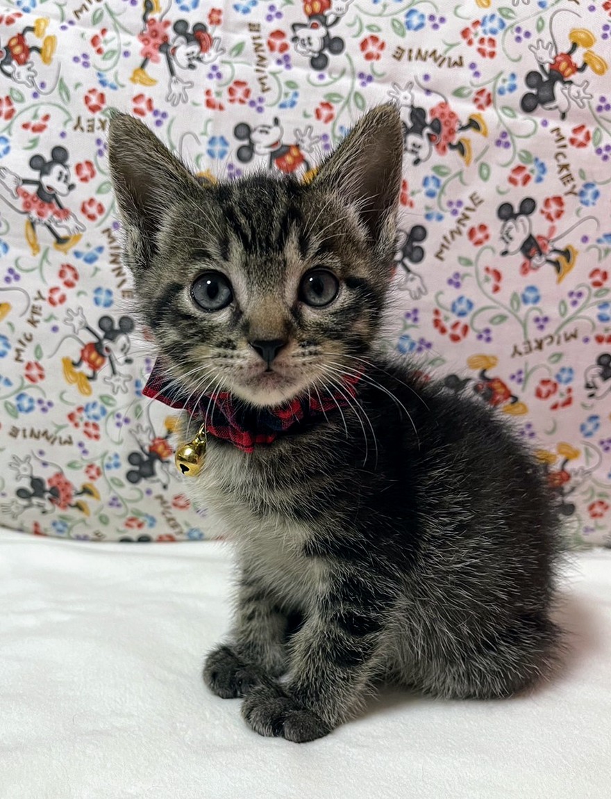 僕たちキジトラ3兄妹！ぎんくん♪1ヶ月半位