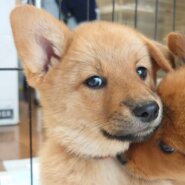 香川県【保健所レスキュー】優しい色合いのレモンちゃん