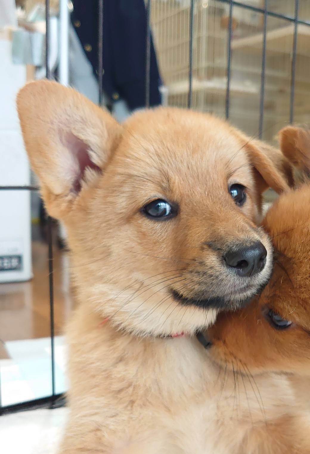 香川県【保健所レスキュー】優しい色合いのレモンちゃん