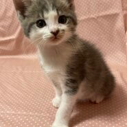 ヤンチャな甘えん坊！ハリーくん♪2ヶ月弱