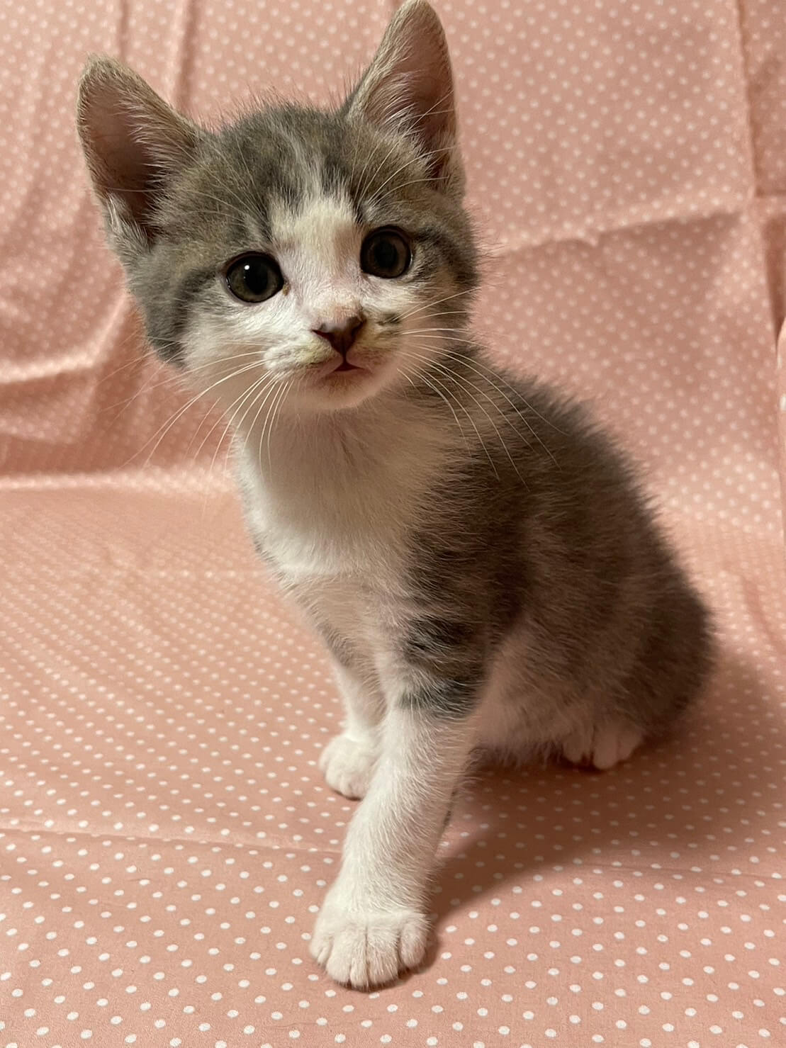 ヤンチャな甘えん坊！ハリーくん♪2ヶ月弱