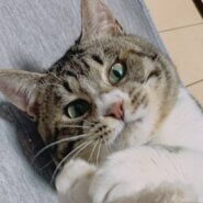 誰か遊んで！抱っこして！ベッタリ岸田くん