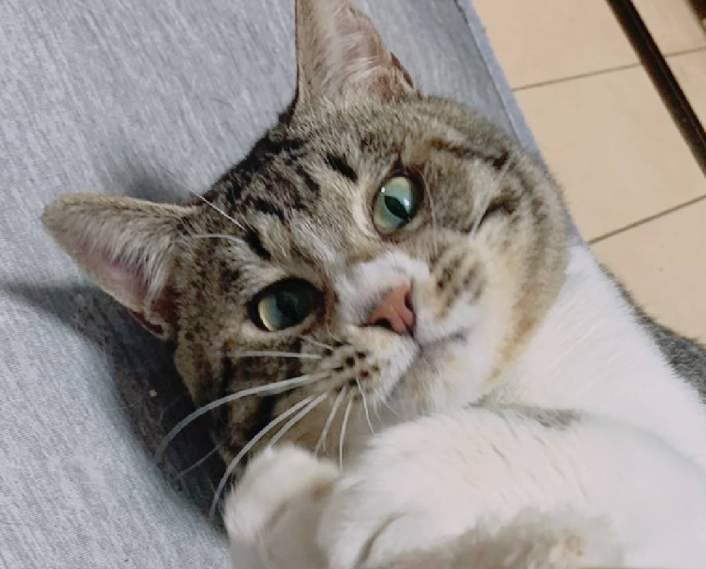 誰か遊んで！抱っこして！ベッタリ岸田くん