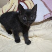 カワイイ黒猫（女の子）