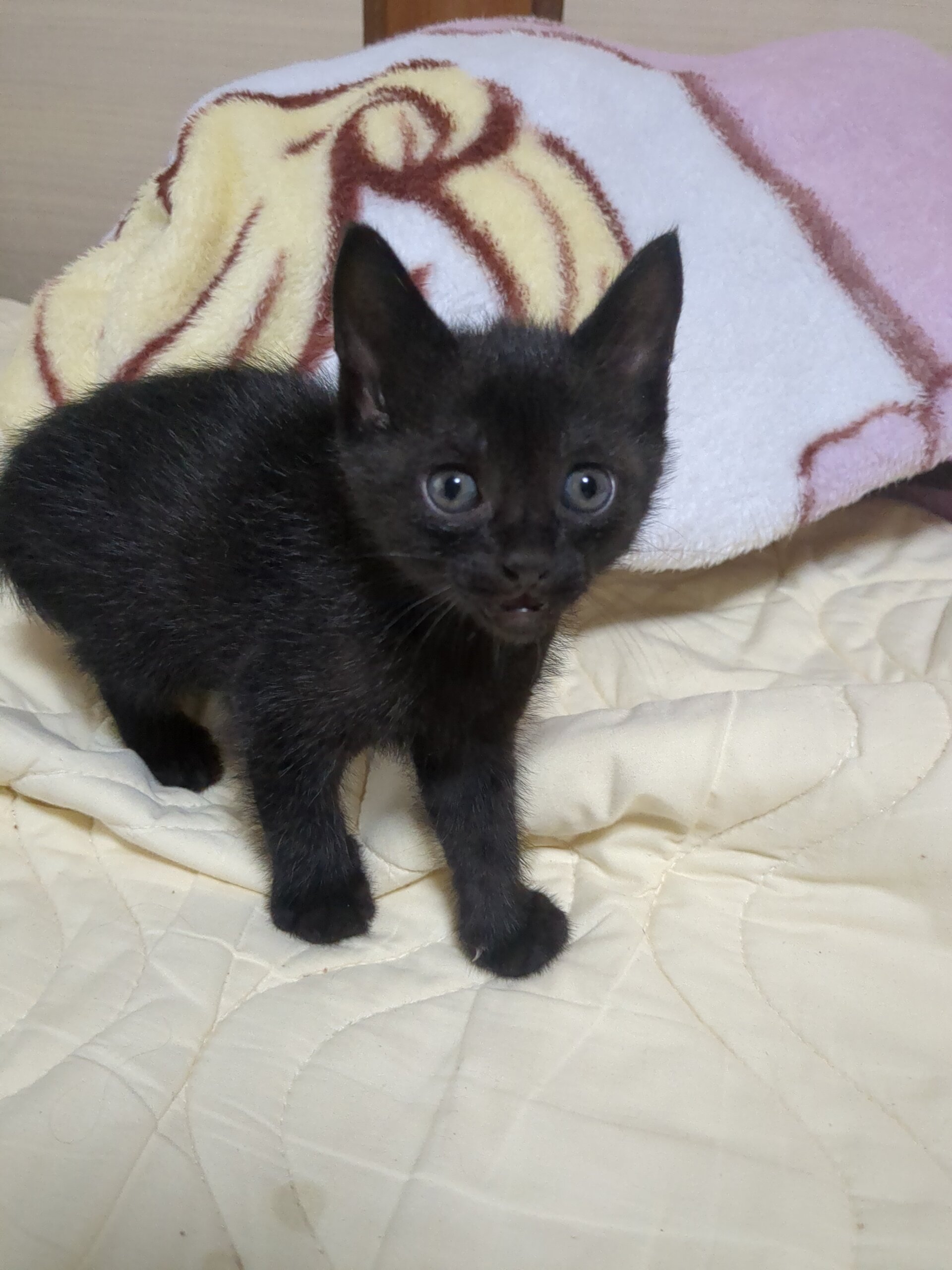 カワイイ黒猫（女の子）