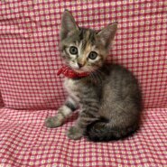 僕たちキジトラ3兄妹！めるちゃん♪1ヶ月半位