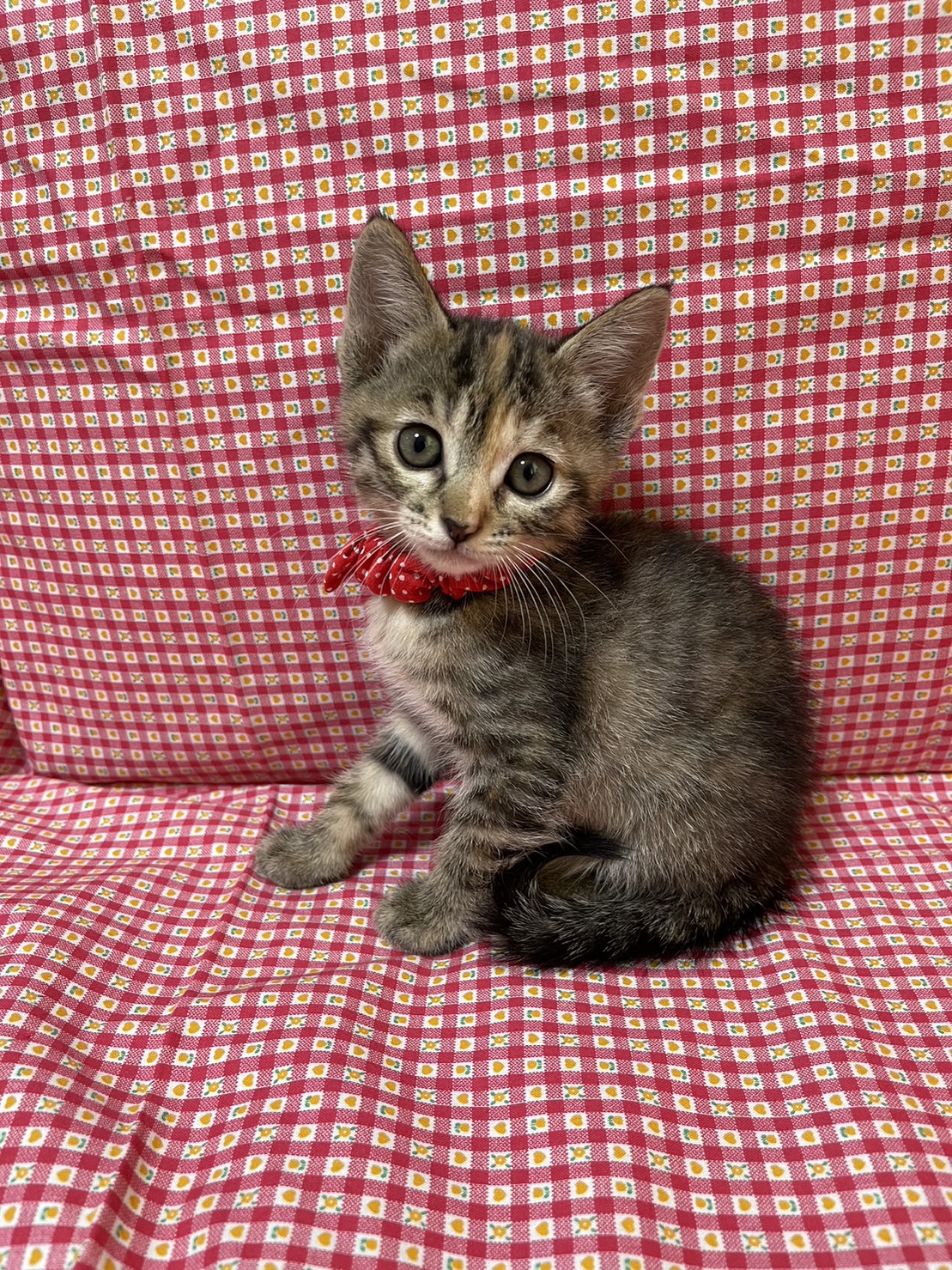 僕たちキジトラ3兄妹！めるちゃん♪1ヶ月半位