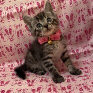 僕たちキジトラ3兄妹！ふうちゃん♪1ヶ月半位