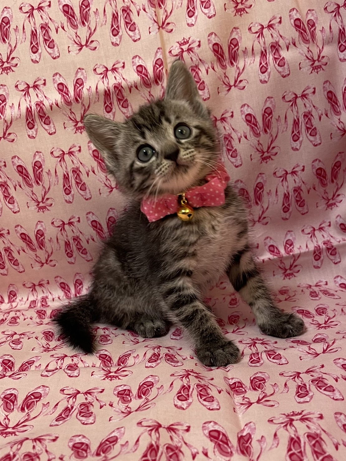 僕たちキジトラ3兄妹！ふうちゃん♪1ヶ月半位