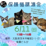 ★teamしっぽ★保護猫譲渡会