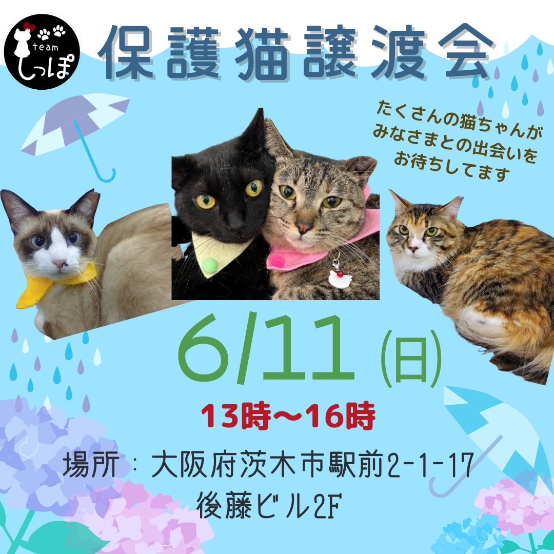★teamしっぽ★保護猫譲渡会