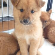 香川県【保健所レスキュー】マホガニーカラーのライムちゃん