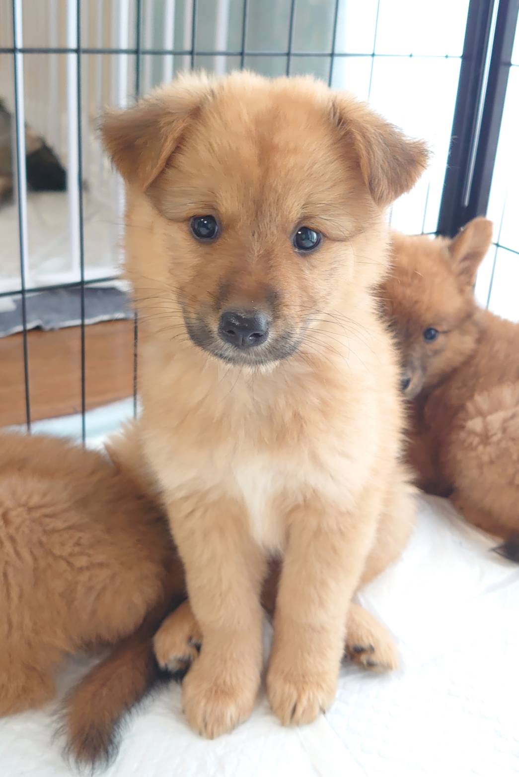 香川県【保健所レスキュー】マホガニーカラーのライムちゃん