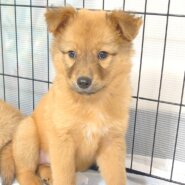 香川県【保健所レスキュー】マホガニーカラーのマーコットちゃん