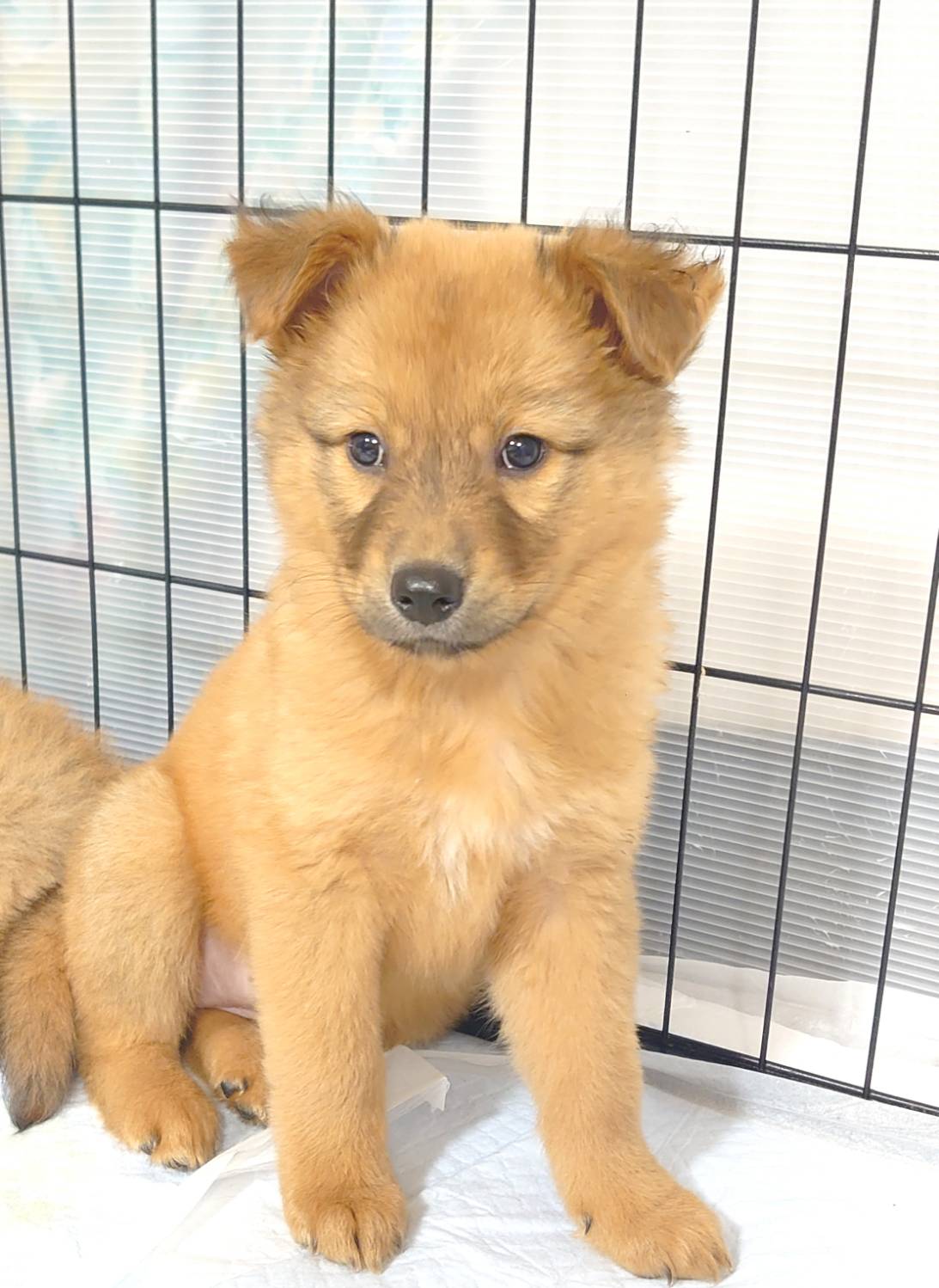 香川県【保健所レスキュー】マホガニーカラーのマーコットちゃん