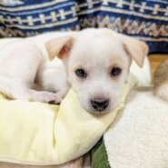 香川県【保健所レスキュー】優しい毛色のデラちゃん