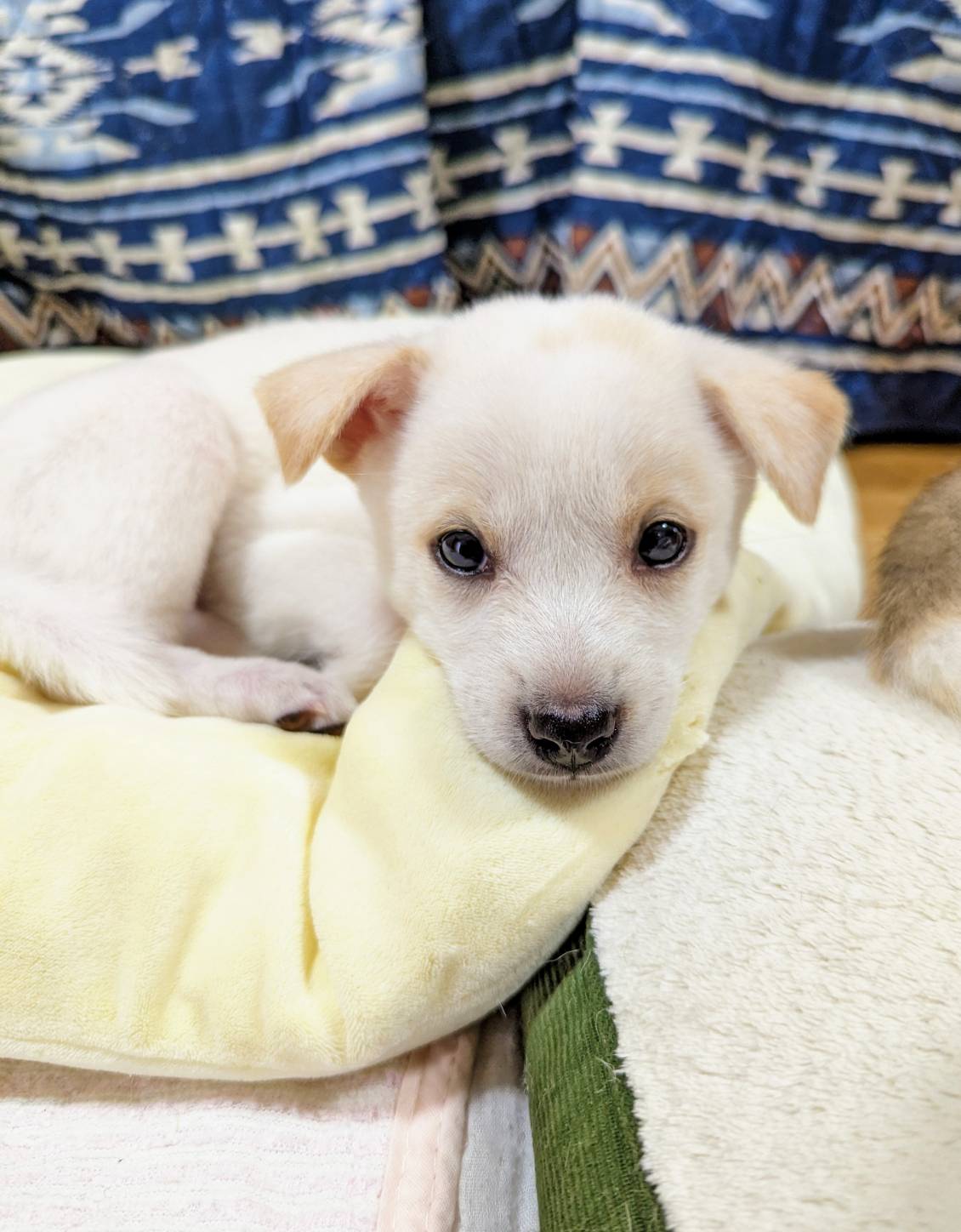 香川県【保健所レスキュー】優しい毛色のデラちゃん