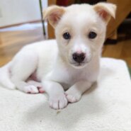 香川県【保健所レスキュー】優しい毛色のシャインくん