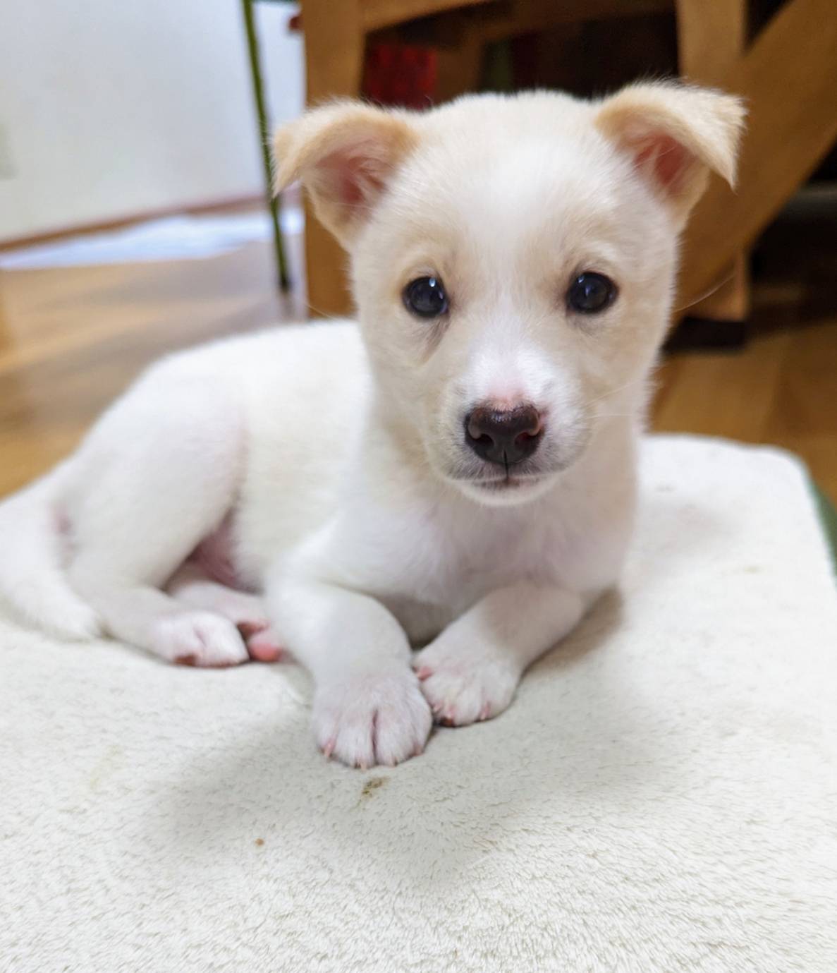 香川県【保健所レスキュー】優しい毛色のシャインくん