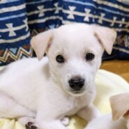 香川県【保健所レスキュー】優しい毛色のマスカットくん